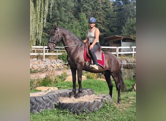 PRE Mestizo, Caballo castrado, 9 años, 157 cm, Morcillo
