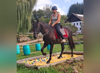 PRE Mestizo, Caballo castrado, 9 años, 157 cm, Morcillo