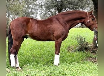 PRE Mestizo, Caballo castrado, 9 años, 160 cm, Alazán-tostado