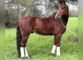PRE Mestizo, Caballo castrado, 9 años, 160 cm, Alazán-tostado