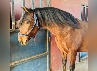 PRE Mestizo, Caballo castrado, 9 años, 160 cm, Castaño claro