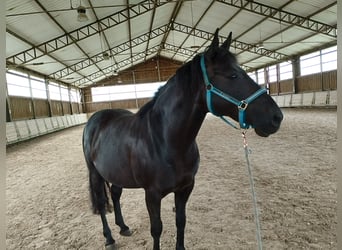 PRE Mestizo, Caballo castrado, 9 años, 160 cm, Morcillo