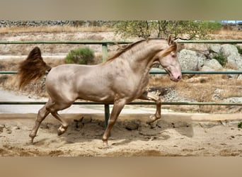 PRE, Caballo castrado, 9 años, 160 cm, Perlino