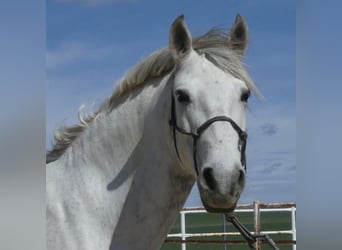 PRE Mestizo, Caballo castrado, 9 años, 160 cm, Tordo