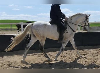 PRE Mestizo, Caballo castrado, 9 años, 160 cm, Tordo