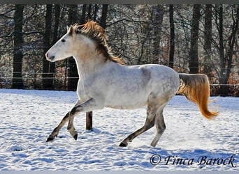 PRE, Caballo castrado, 9 años, 160 cm, Tordo