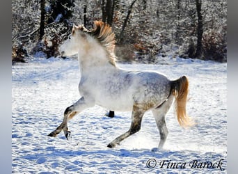 PRE, Caballo castrado, 9 años, 160 cm, Tordo