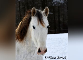 PRE, Caballo castrado, 9 años, 160 cm, Tordo