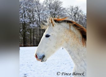 PRE, Caballo castrado, 9 años, 160 cm, Tordo