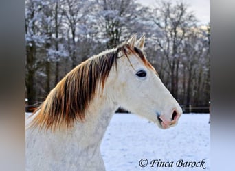 PRE, Caballo castrado, 9 años, 160 cm, Tordo