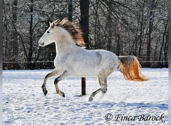 PRE, Caballo castrado, 9 años, 160 cm, Tordo