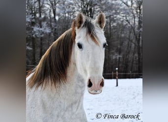 PRE, Caballo castrado, 9 años, 160 cm, Tordo