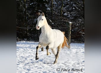 PRE, Caballo castrado, 9 años, 160 cm, Tordo