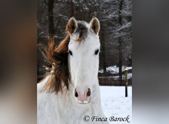 PRE, Caballo castrado, 9 años, 160 cm, Tordo