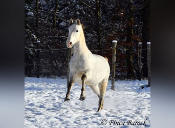 PRE, Caballo castrado, 9 años, 160 cm, Tordo