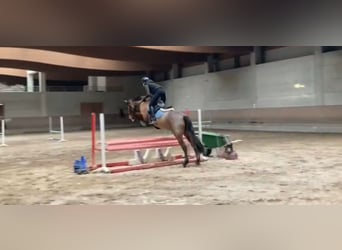 PRE, Caballo castrado, 9 años, 162 cm