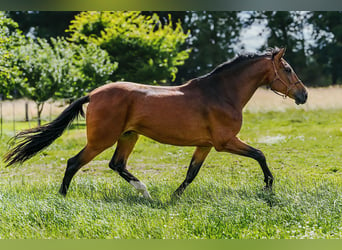 PRE Mestizo, Caballo castrado, 9 años, 162 cm, Castaño