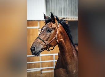 PRE Mestizo, Caballo castrado, 9 años, 162 cm, Castaño