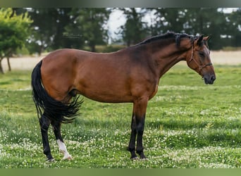 PRE Mestizo, Caballo castrado, 9 años, 162 cm, Castaño