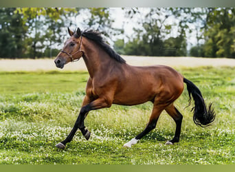 PRE Mestizo, Caballo castrado, 9 años, 162 cm, Castaño