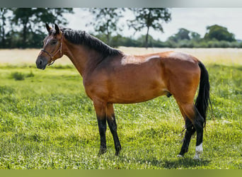 PRE Mestizo, Caballo castrado, 9 años, 162 cm, Castaño