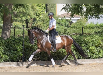 PRE Mestizo, Caballo castrado, 9 años, 162 cm, Castaño oscuro