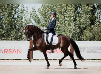 PRE, Caballo castrado, 9 años, 162 cm, Negro