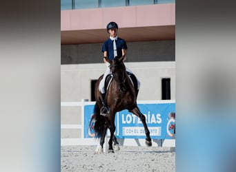 PRE, Caballo castrado, 9 años, 162 cm, Negro