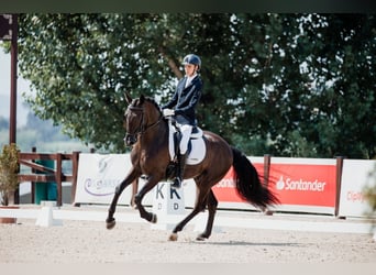 PRE, Caballo castrado, 9 años, 162 cm, Negro