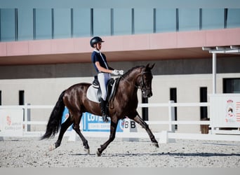 PRE, Caballo castrado, 9 años, 162 cm, Negro