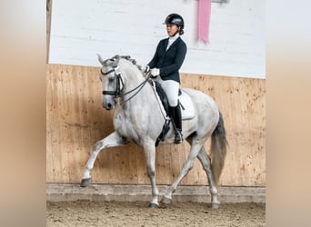 PRE, Caballo castrado, 9 años, 162 cm, Tordo
