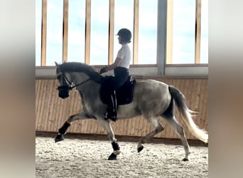 PRE, Caballo castrado, 9 años, 162 cm, Tordo