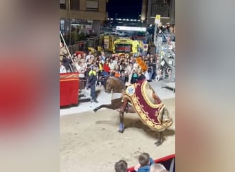 PRE Mestizo, Caballo castrado, 9 años, 163 cm, Castaño