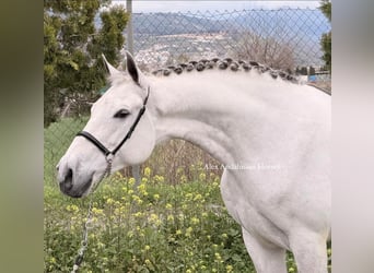 PRE Mestizo, Caballo castrado, 9 años, 163 cm, Tordo