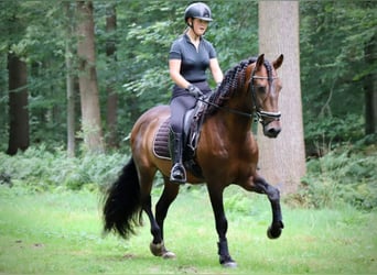 PRE, Caballo castrado, 9 años, 164 cm, Castaño