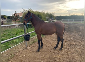 PRE, Caballo castrado, 9 años, 164 cm, Castaño
