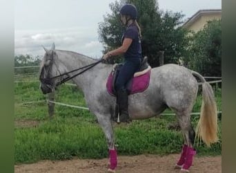 PRE Mestizo, Caballo castrado, 9 años, 164 cm, Tordo
