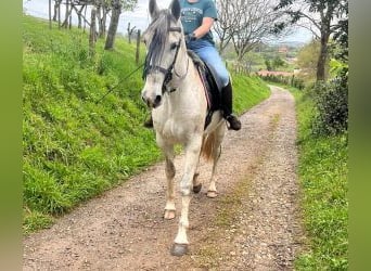 PRE Mestizo, Caballo castrado, 9 años, 164 cm, Tordo