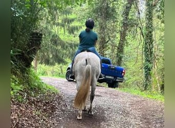 PRE Mestizo, Caballo castrado, 9 años, 164 cm, Tordo