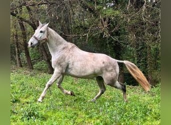 PRE Mestizo, Caballo castrado, 9 años, 164 cm, Tordo