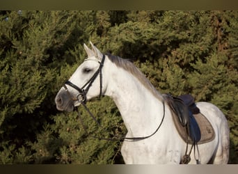 PRE Mestizo, Caballo castrado, 9 años, 164 cm, Tordo