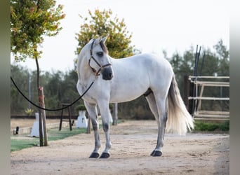 PRE Mestizo, Caballo castrado, 9 años, 164 cm, Tordo