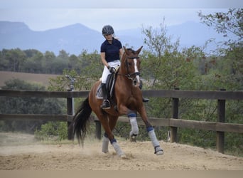 PRE Mestizo, Caballo castrado, 9 años, 165 cm, Castaño