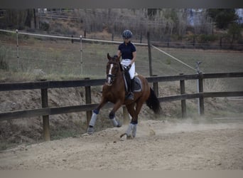 PRE Mestizo, Caballo castrado, 9 años, 165 cm, Castaño