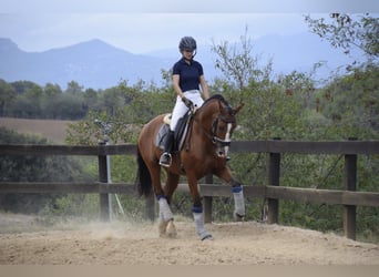 PRE Mestizo, Caballo castrado, 9 años, 165 cm, Castaño