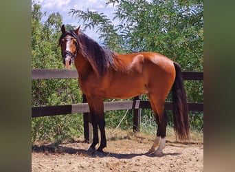 PRE Mestizo, Caballo castrado, 9 años, 165 cm, Castaño