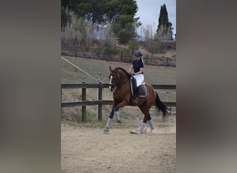 PRE Mestizo, Caballo castrado, 9 años, 165 cm, Castaño