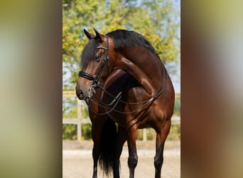 PRE Mestizo, Caballo castrado, 9 años, 165 cm, Castaño