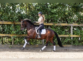 PRE Mestizo, Caballo castrado, 9 años, 165 cm, Castaño