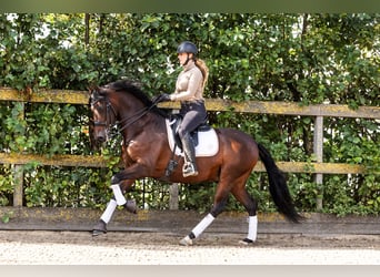 PRE Mestizo, Caballo castrado, 9 años, 165 cm, Castaño